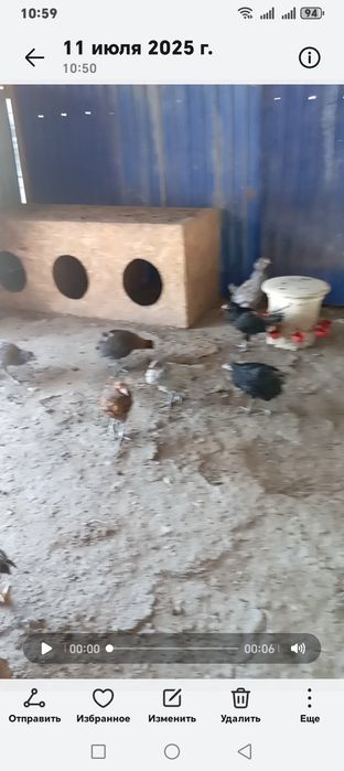 Амерукуан балапандар сатылады тауыктын