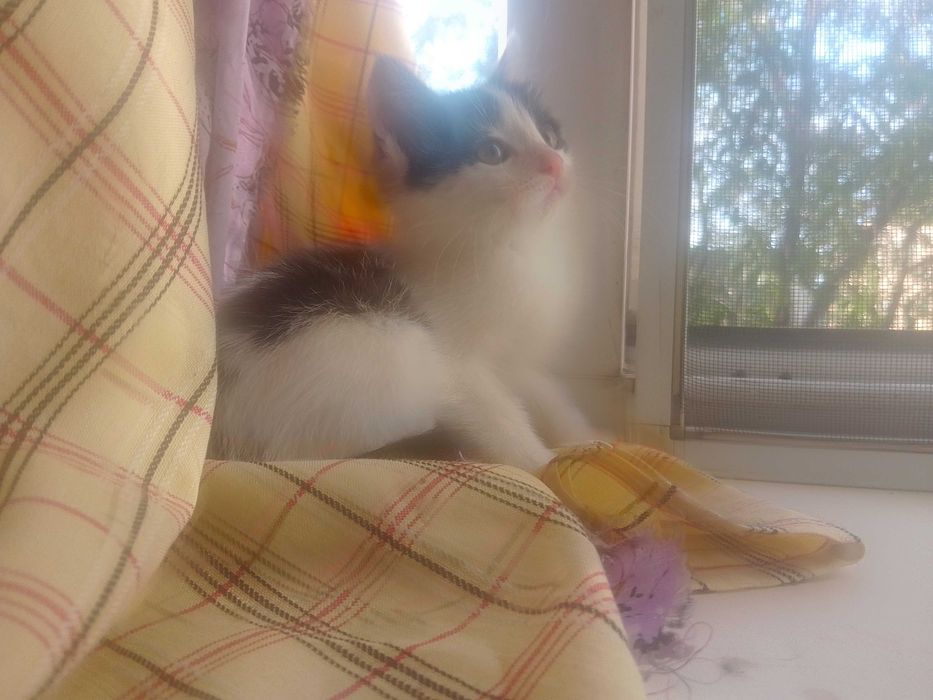 отдам котят в добрые руки