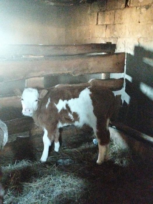 Продам бычок 2 месяца