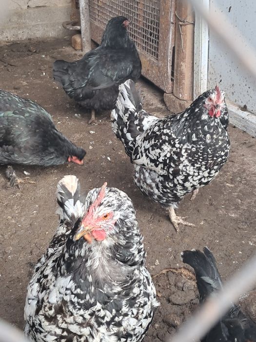 Порода Анкона куры продаются