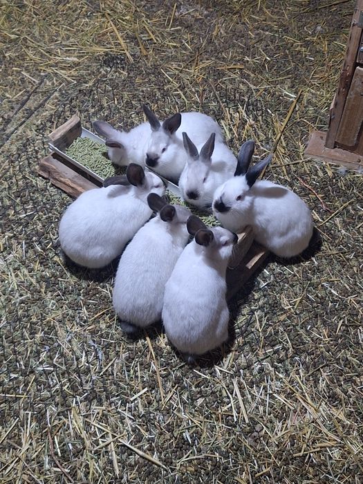 Калифорния 3 месячные