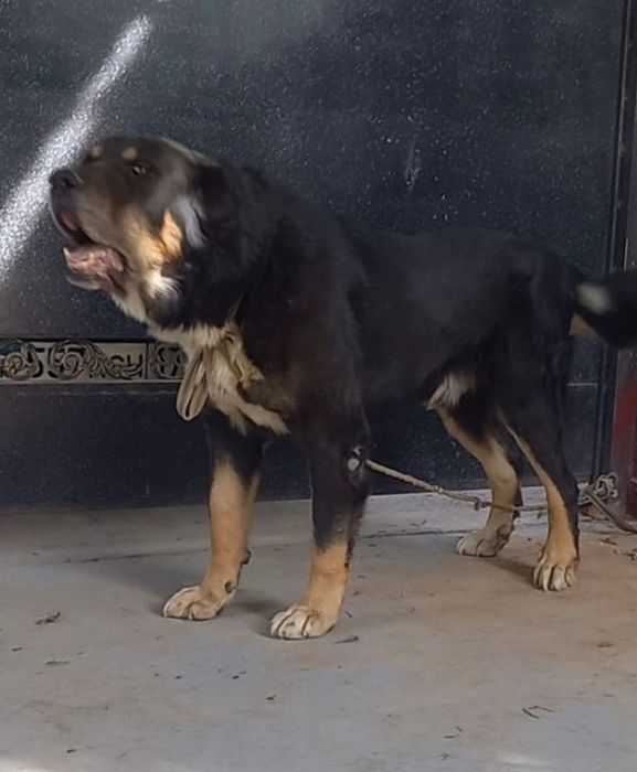 Еркек кушык 7 айлык