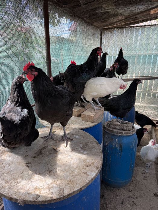 Cocosi australorp si pui prepelita polara gigant
