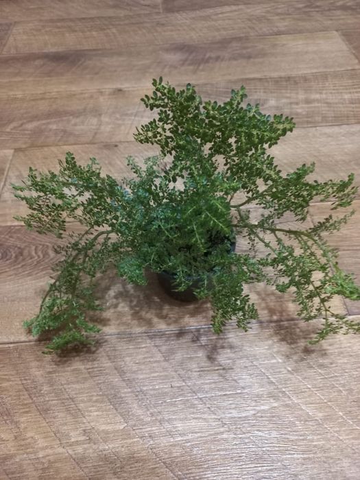 Пилея мелколистная