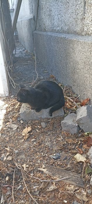 Отдам котенка бесплатно