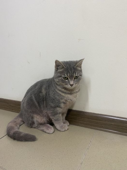 Котик в добрые руки