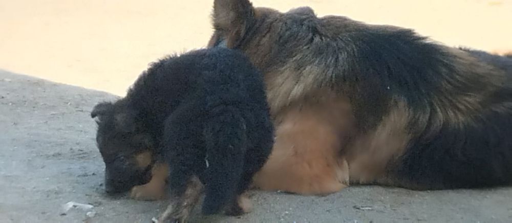 Три 3штуки щенки