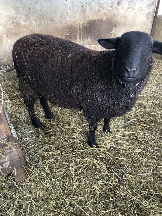 Berbec tinar rasa jura de carne