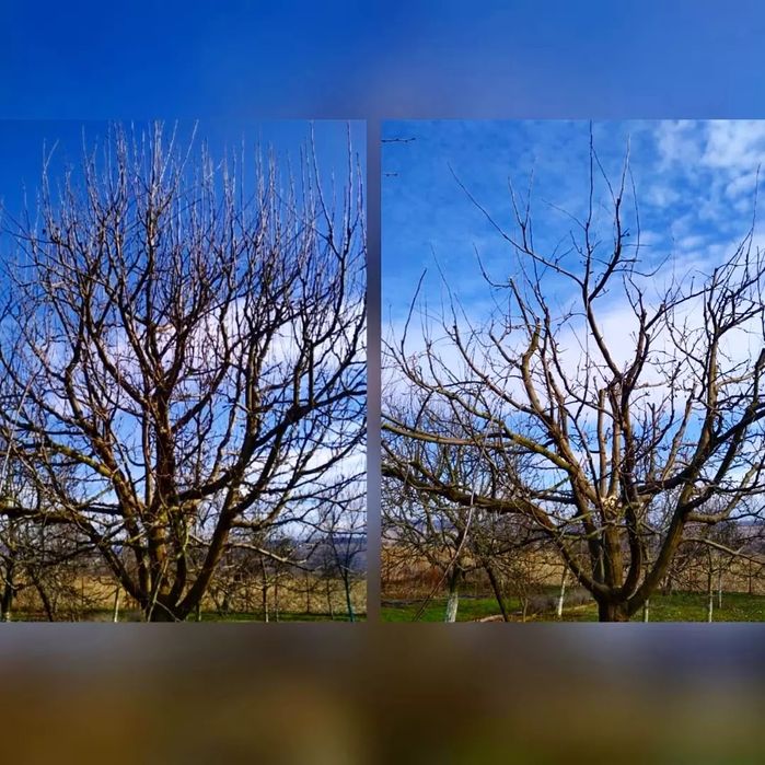 Tund pomi fructiferi