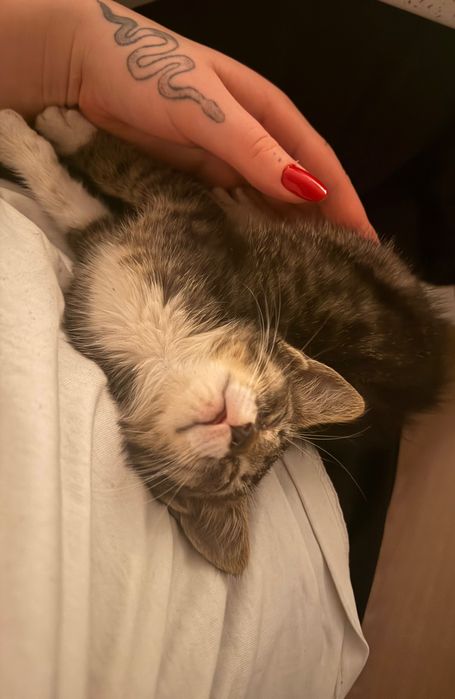 Adopție pui de pisică