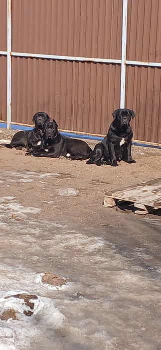 Зоогостиница,  передержка животных.