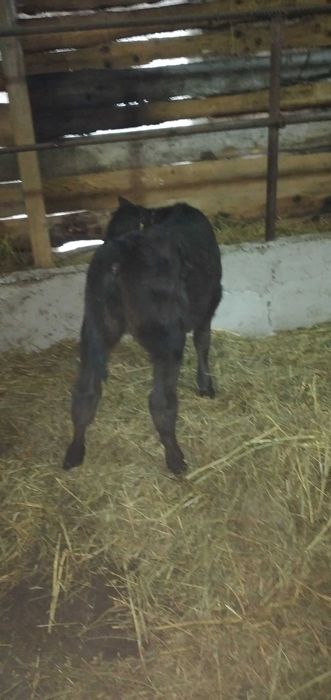 3 taurasi si o vitica angus se dau si la bucata