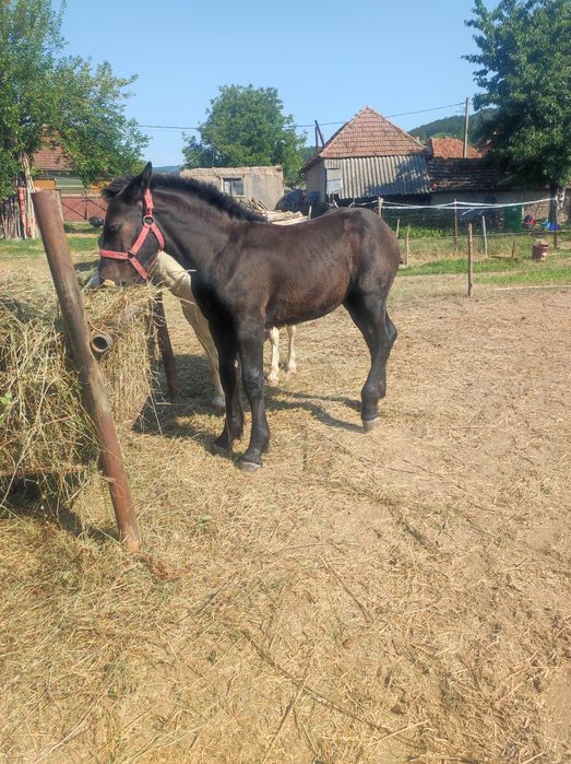 vand sau schimb iapa de 8 ani de ungaria cu manz si gestanta