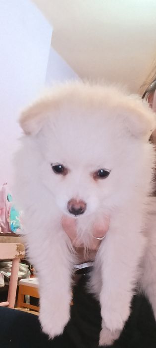 Момче немски шпиц