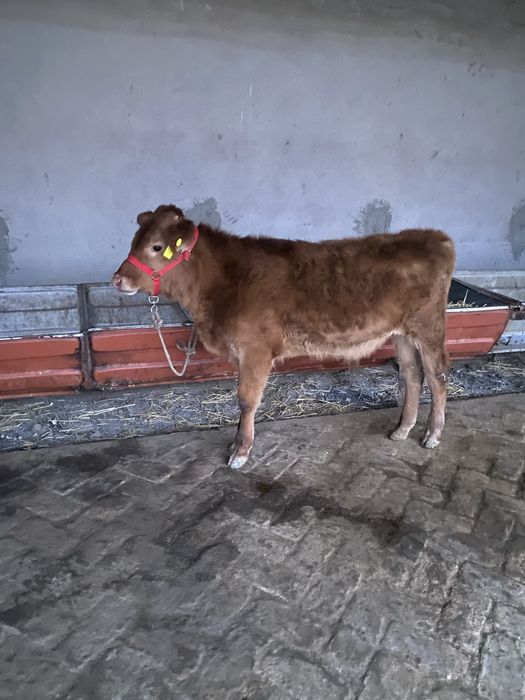 лимузин парода буқача сотилади