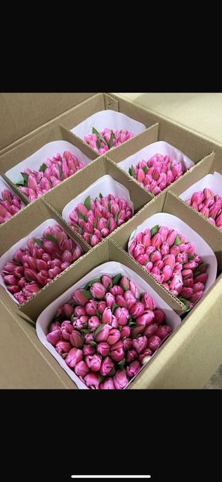 Тюльпаны разных видов