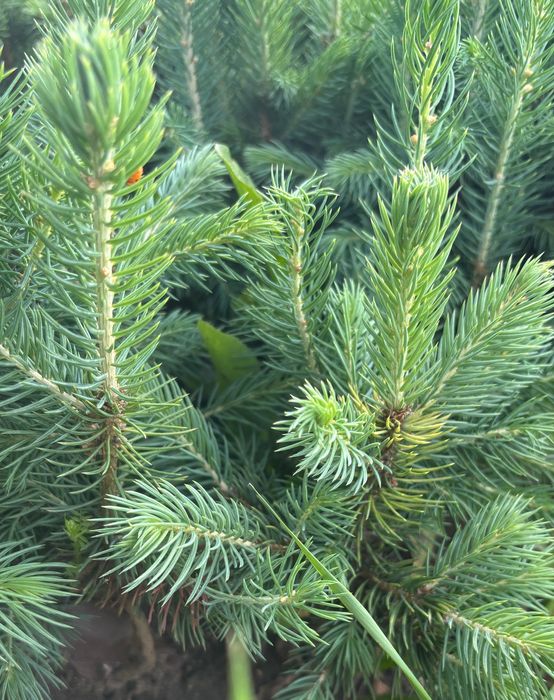 Катальпа,Ель голубая сеянцы