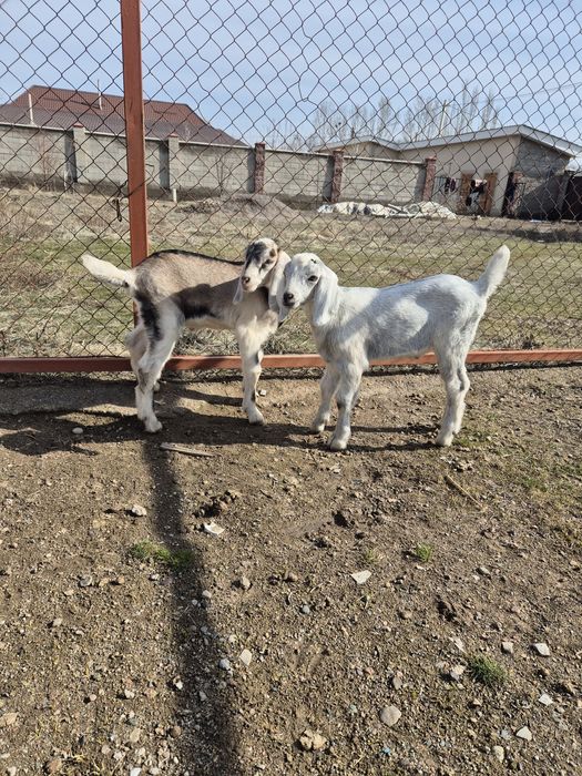 Козлята англонубийские.