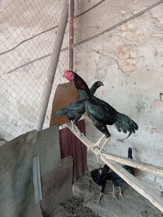 Тухум ва жожалар сотилади.