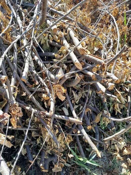 Обрезанные ветки деревьев — бесплатно, самовывоз