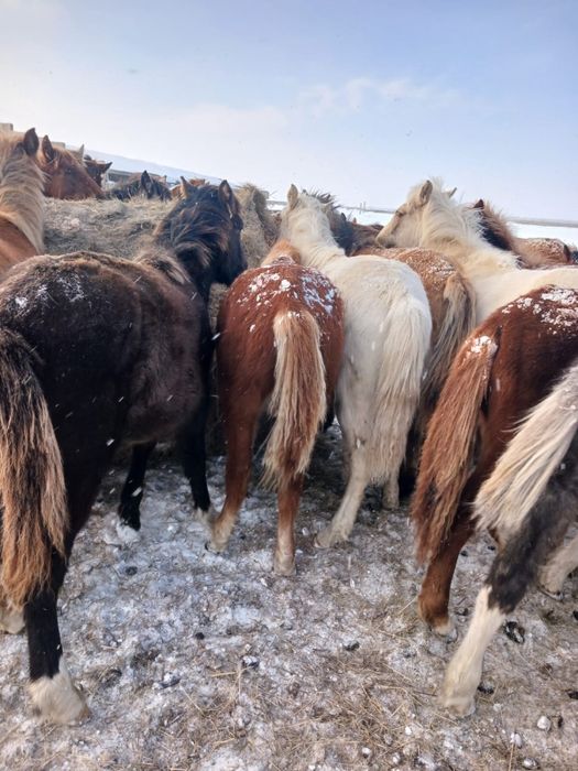 50 голов лошадей