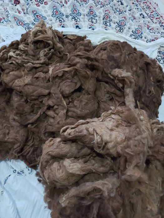 Түйенің таза жүні