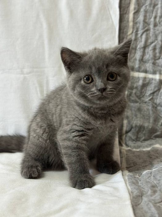 Британские котята