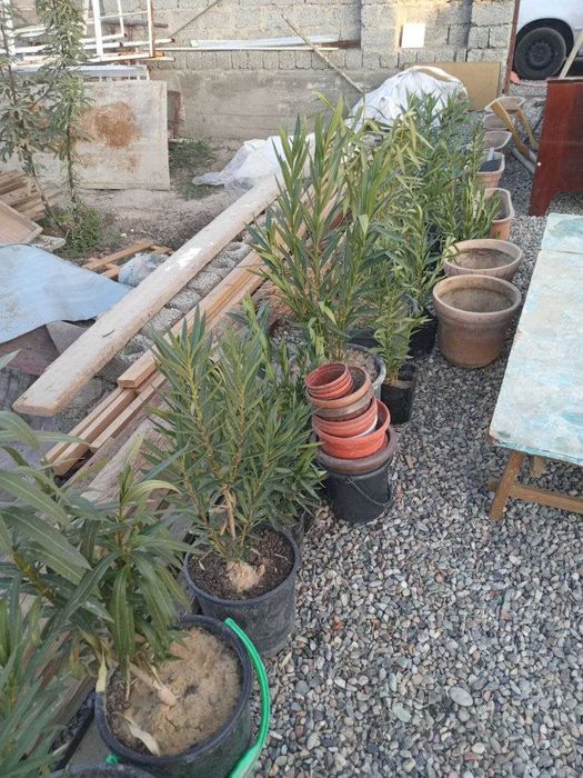 Ландшафтный дизайн, садовник газон арча ёлка  Уборка Благоустройство