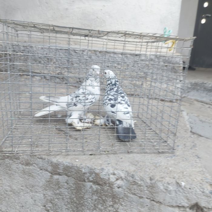 Челкар оба самец 1 гребля