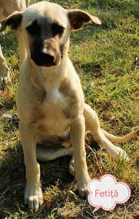 Adopție cățeluși