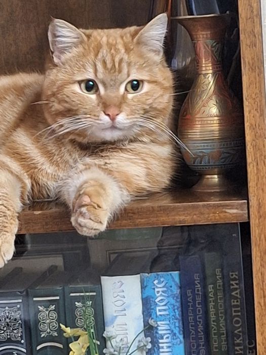 Пристраиваю кота