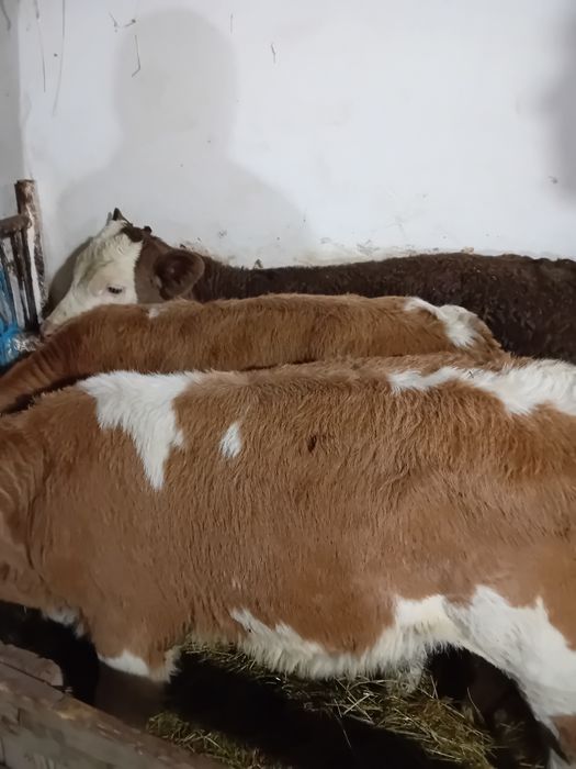 Vitele baltate intarcate