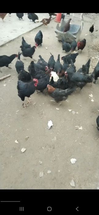 Кора товук тухум андижон