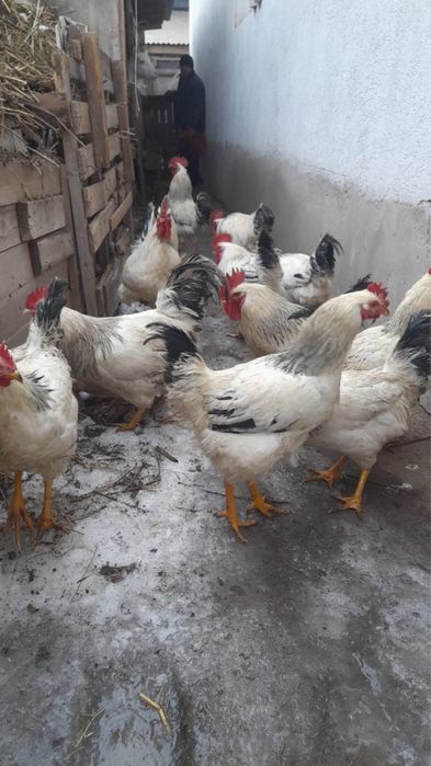 Кучинские и адлер есть