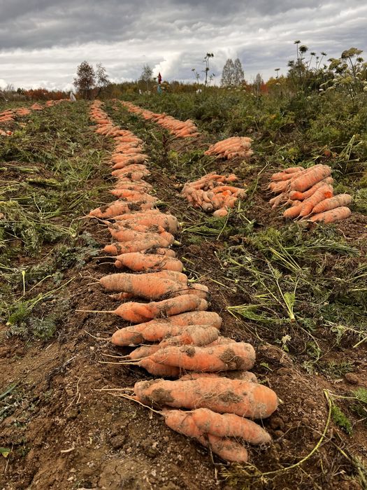 Vand morcovi de consum , pentru suc sau pentru animale