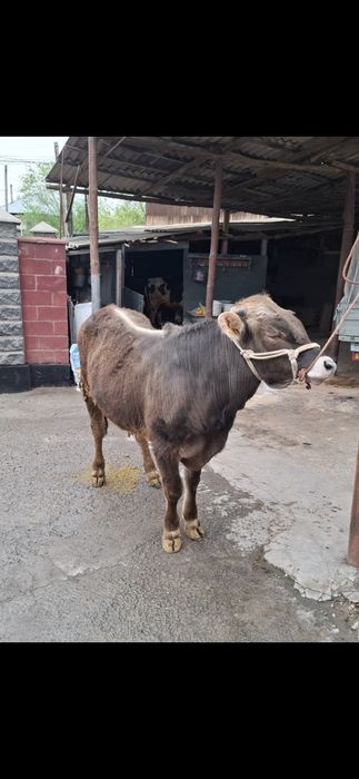 Продам бычка алатауской породы!