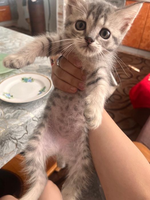 Отдам котёнка девочка2 месяца