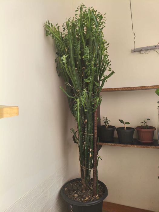 комнатные цветы