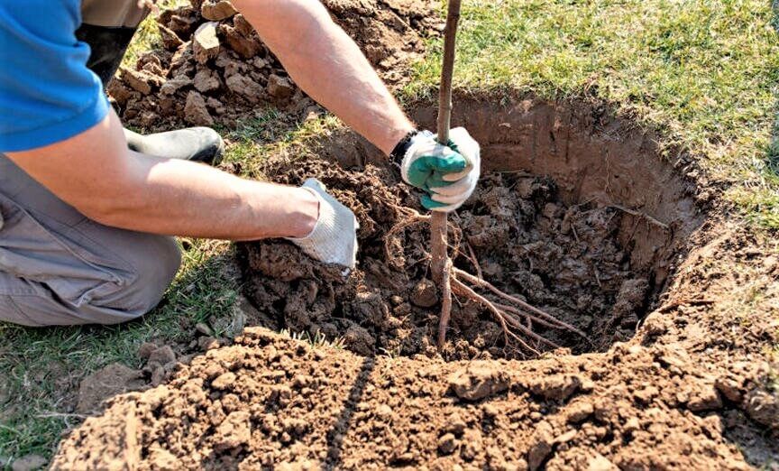 Plantare, altoire, servicii de taiere, fasonare si toaletare pomi