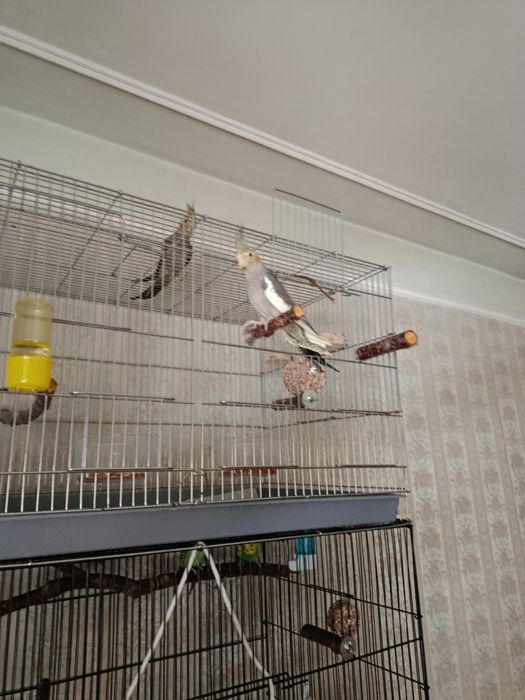 Пара карелл 2 месяца