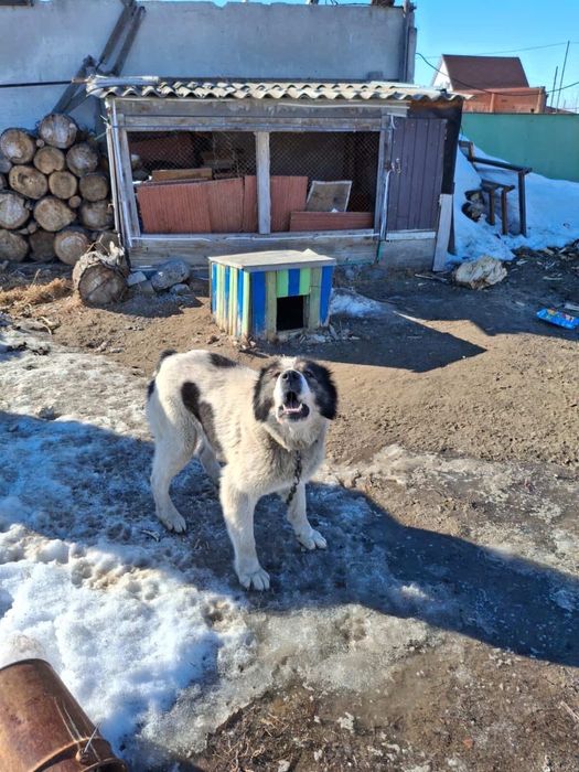 Отдам даром сабаку