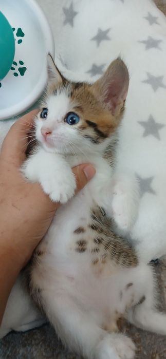 Продается гибрид котенок