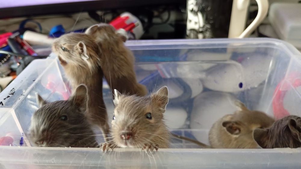 Degu veverite - nu sunt hamsteri
