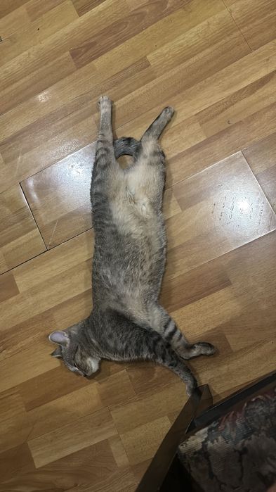 Кошка шотладская