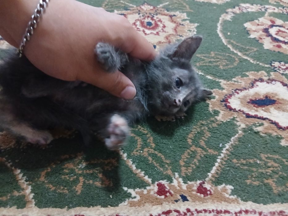 Мысық марғау алатындар болса