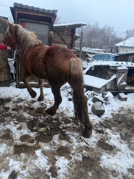 Vând mânză roaibă