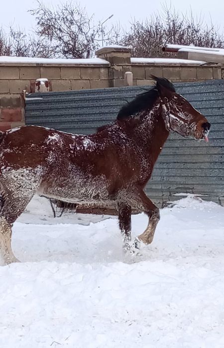 Продам жирную бие с откорма.