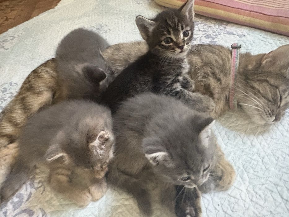 Отдам котят бесплатно