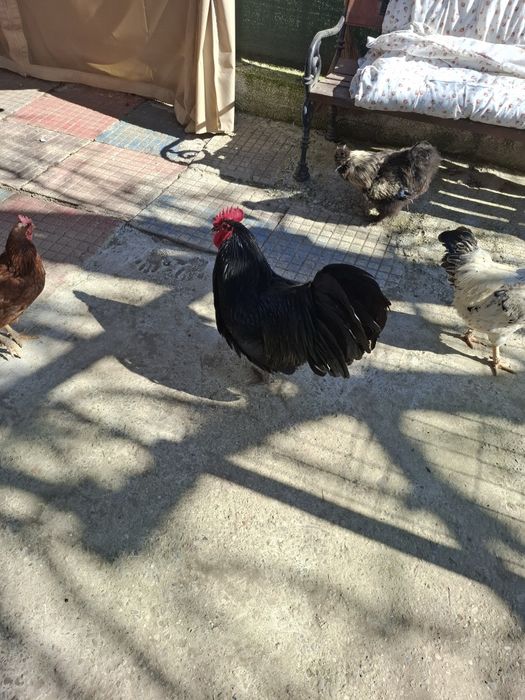 Cocoși de rasa Austrolorp