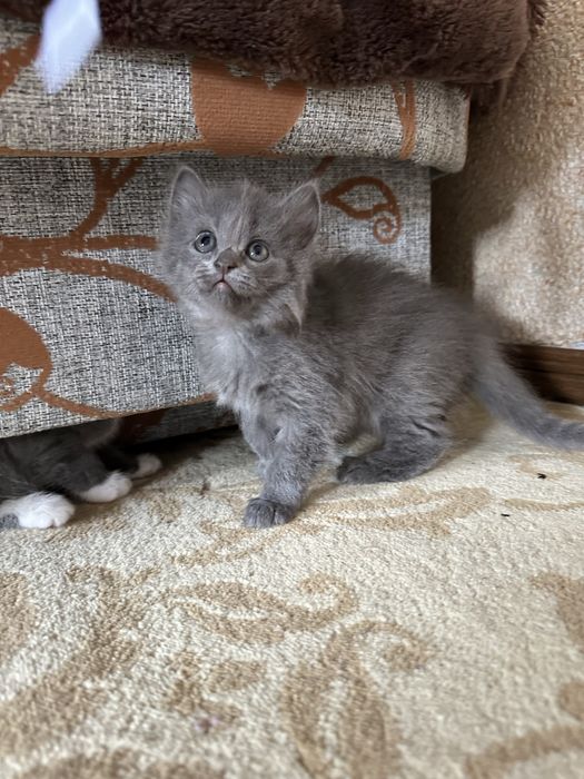 Котята Британцы бесплатно